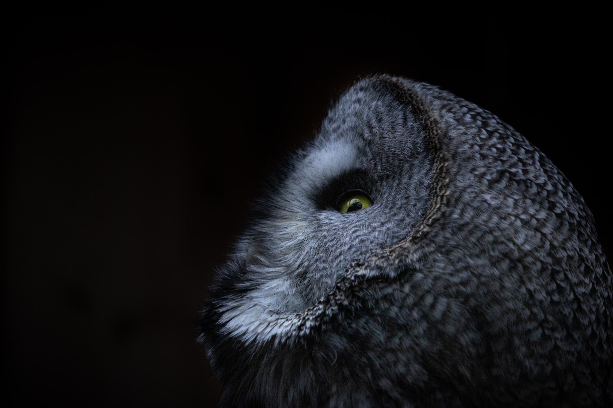 Profile of a grey owl against a dark background
